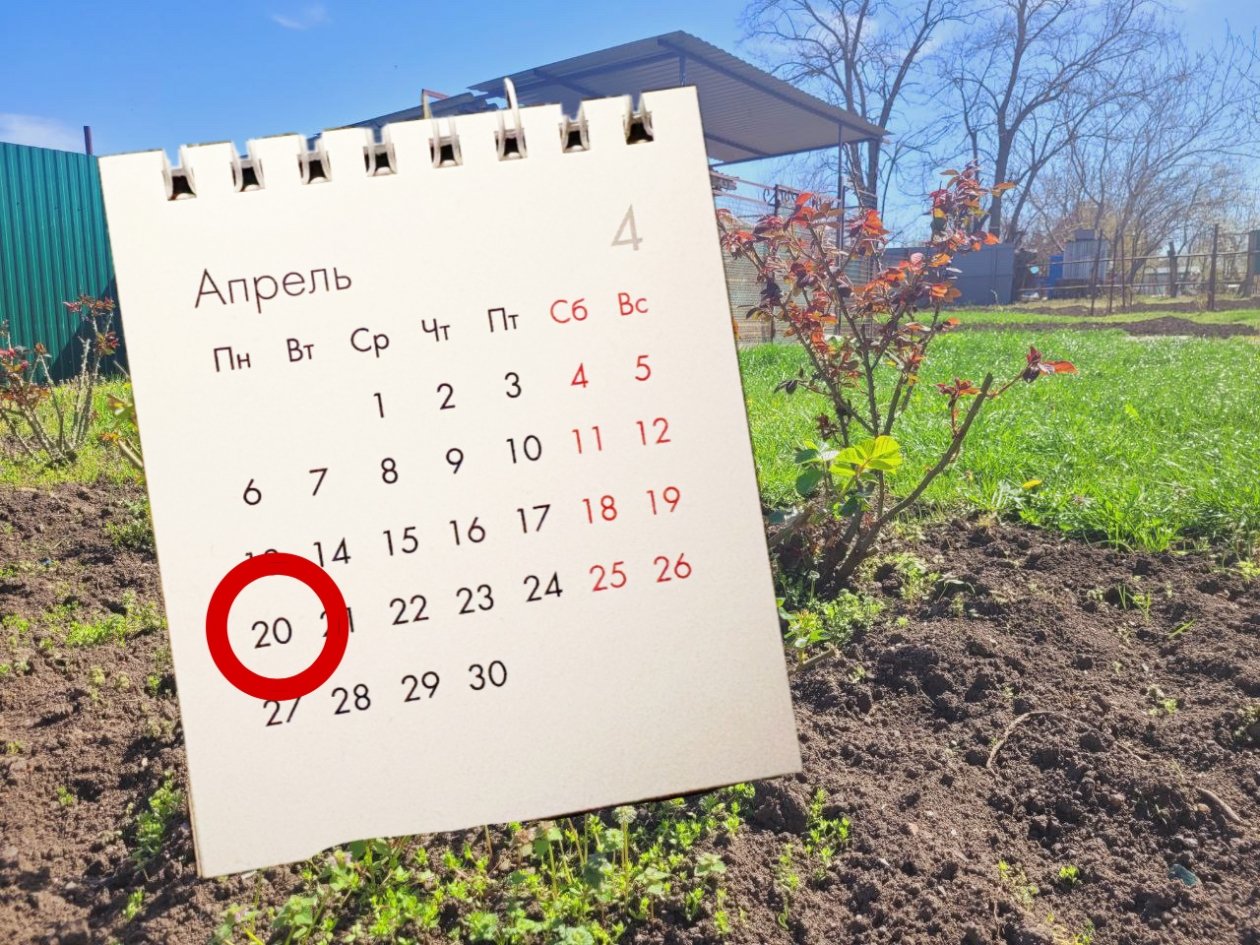 Дачники, посадите эти овощи до 20 апреля - иначе урожая не будет ИА SakhalinMedia
