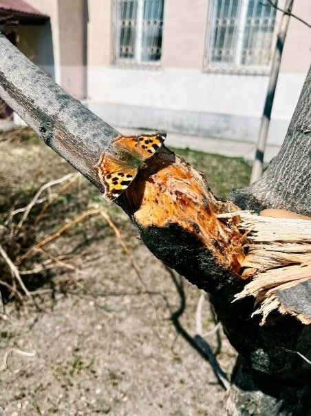 Тематическое фото Группа в Вконтакте &quotМуха в окне&quot (18+)