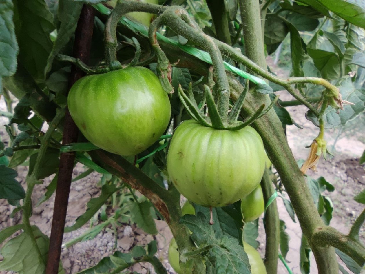 100 мл на ведро - и фитофтора не коснется томатов: мощный щит для вашего огорода в середине апреля ИА SakhalinMedia