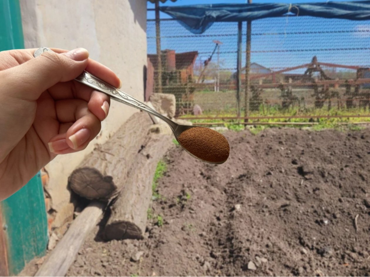 Мощнее навоза, компоста и селитры: рассыпаю эту муку после дождя в апреле - почва нежнее пухового облачка ИА SakhalinMedia