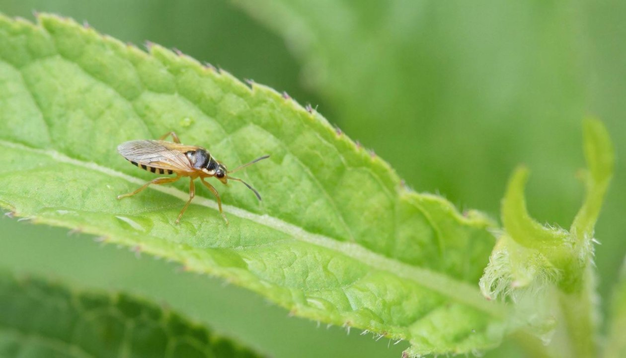 Тля осыплется черным дождем: добавьте 5 капель этого средства в воду и забудьте о проблеме Создано при помощи ИИ