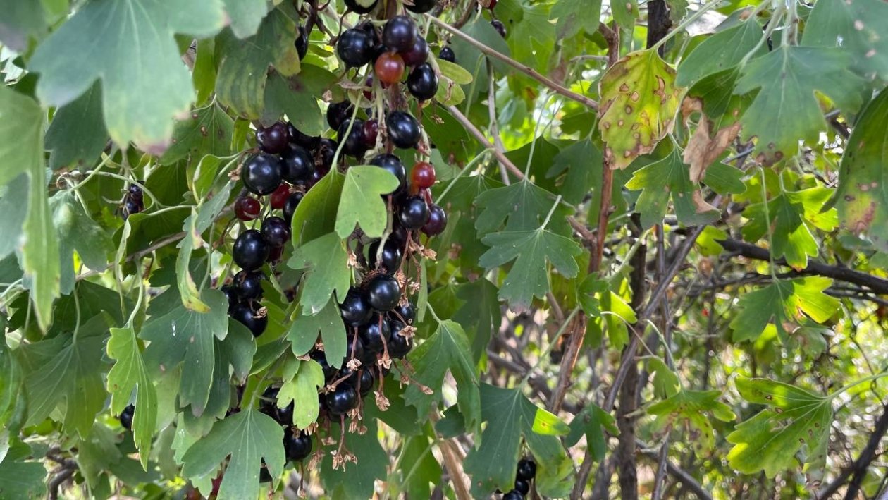 10 грамм под куст - и смородина будет размером с абрикос: собирайте урожай вёдрами, а соседи пусть завидуют ИА SakhalinMedia