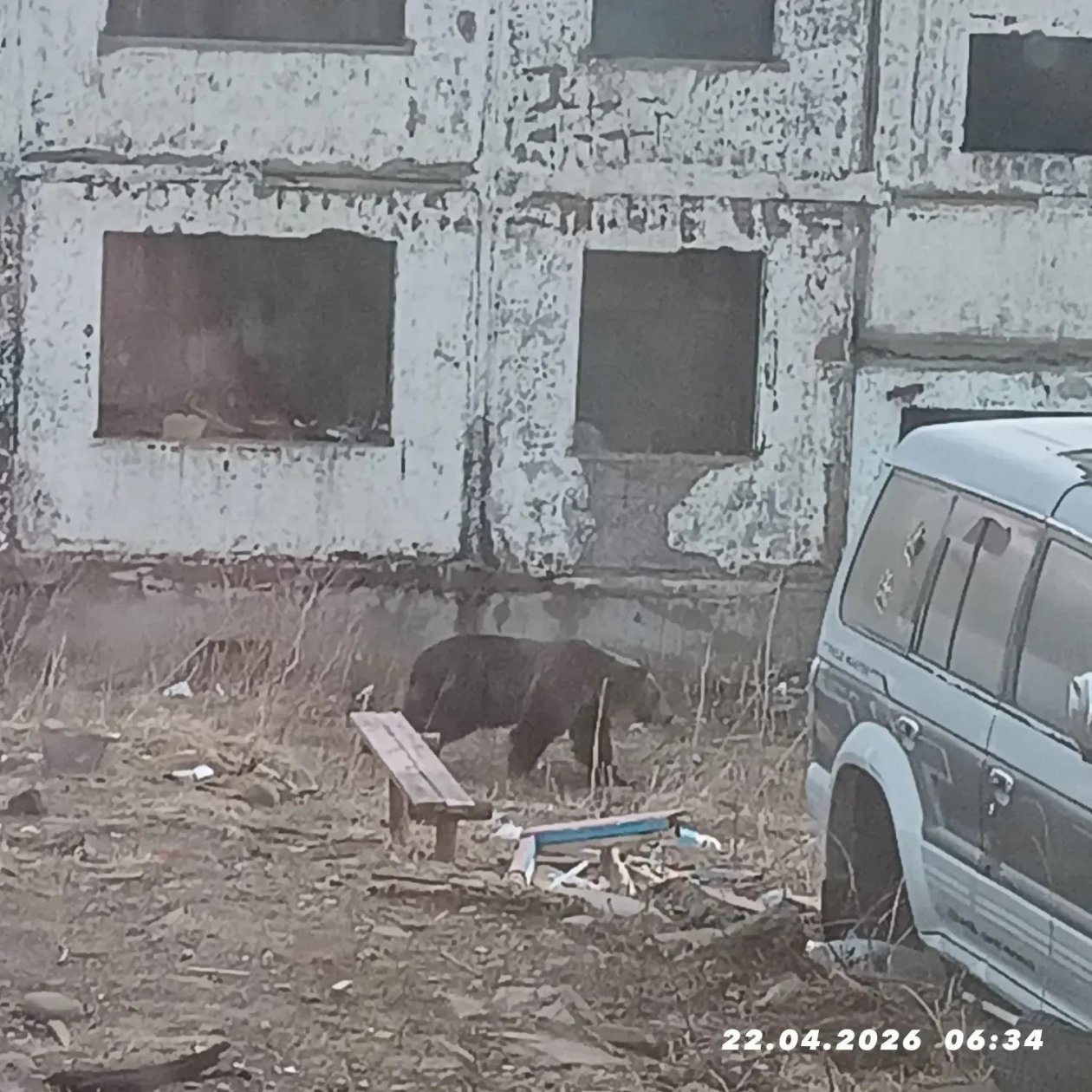 Гулявший утром медведь на Итурупе покинул территорию села газета &quotКрасный маяк&quot