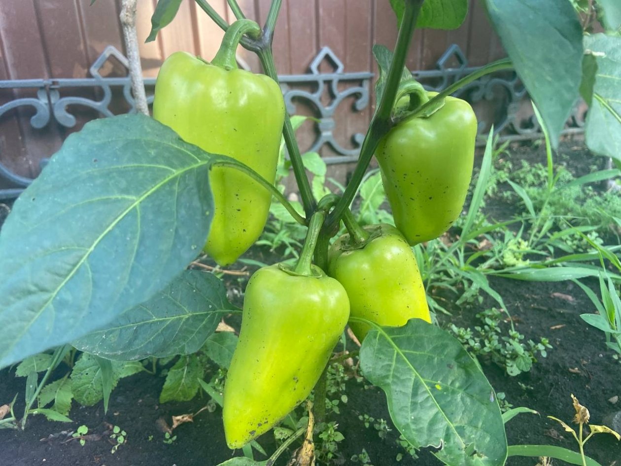 До 10 мая перцам даю только это: 1 ложка на куст - и завязей больше, чем листьев, даже в &quotкапризное&quot лето ИА SakhalinMedia