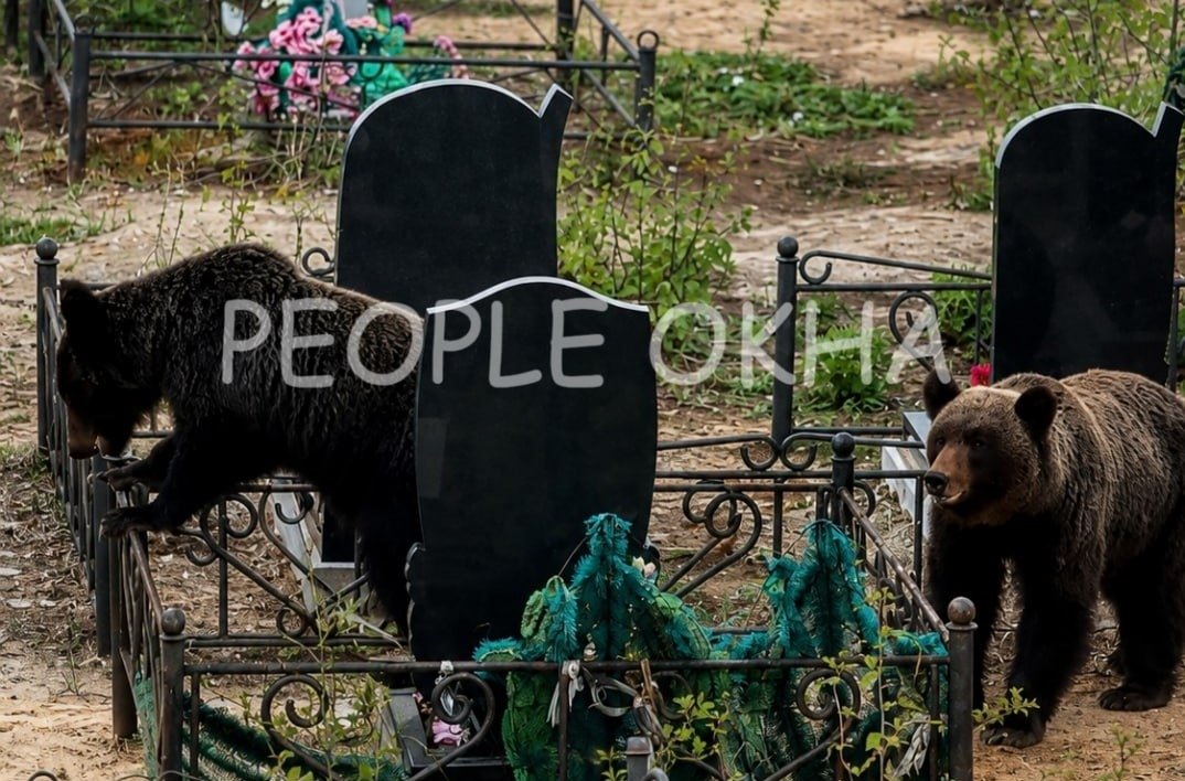 Медведи на городском кладбище в Охе группа ВК PEOPLE OKHA (18+)