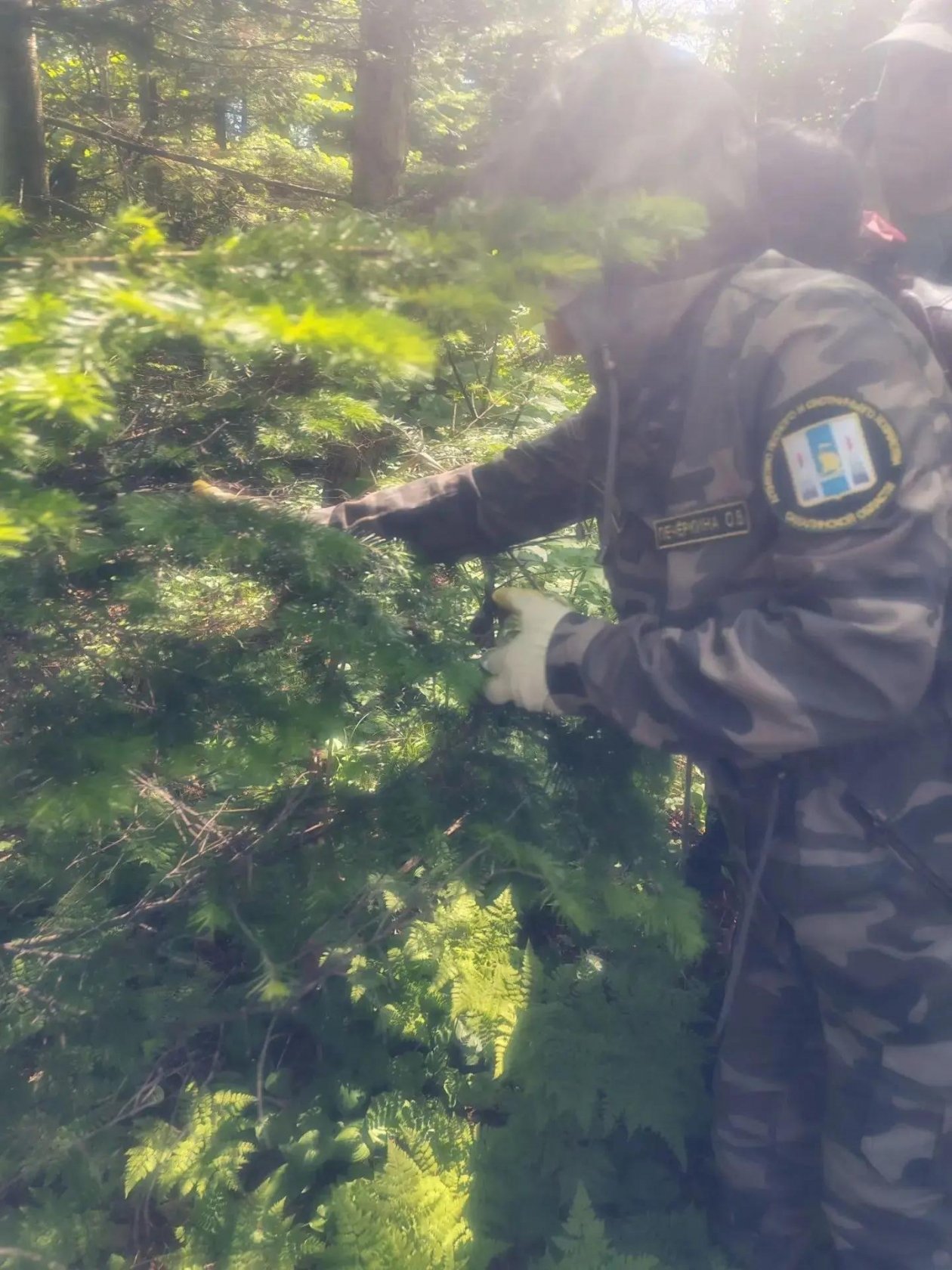 Обследование деревьев в лесах Корсаковского района