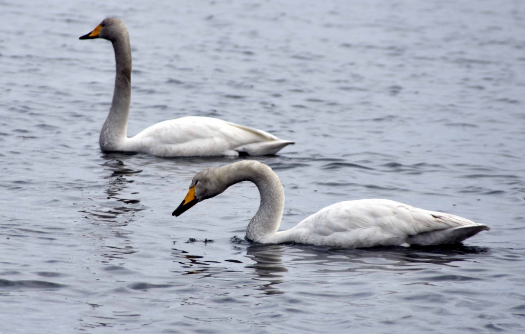 Первые лебеди, Фото с места события собственное