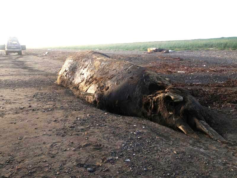Находка на берегу моря