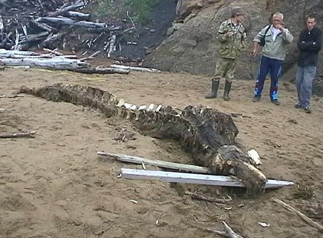 Находка на берегу моря