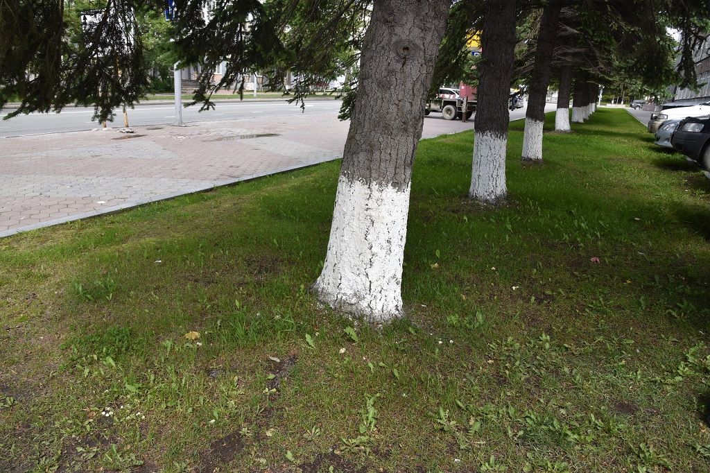 Первые грибы в городе