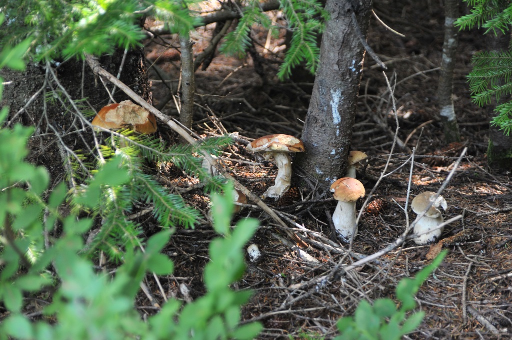 Грибы и грибники