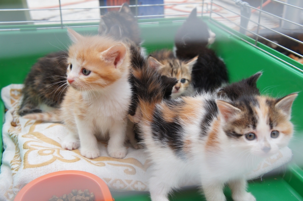 Котята тоже ищут хозяев