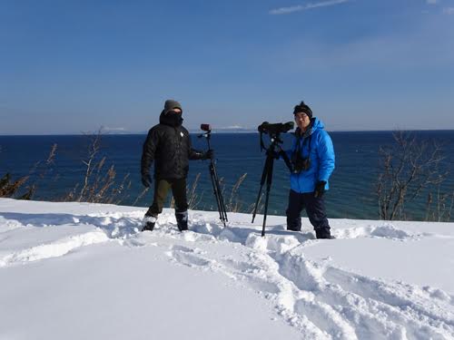 Ученые Японии и Сахалина посчитали северных морских львов у берегов Кунашира