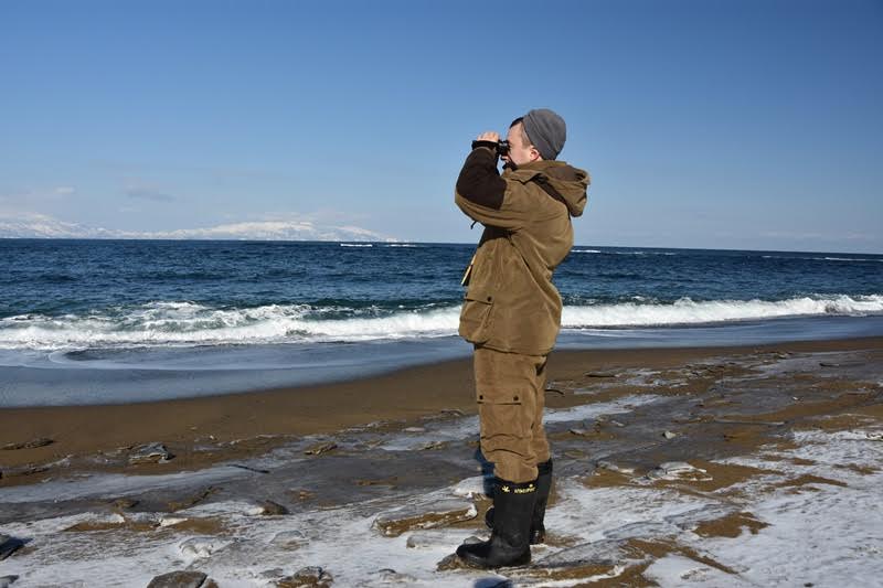 Ученые Японии и Сахалина посчитали северных морских львов у берегов Кунашира