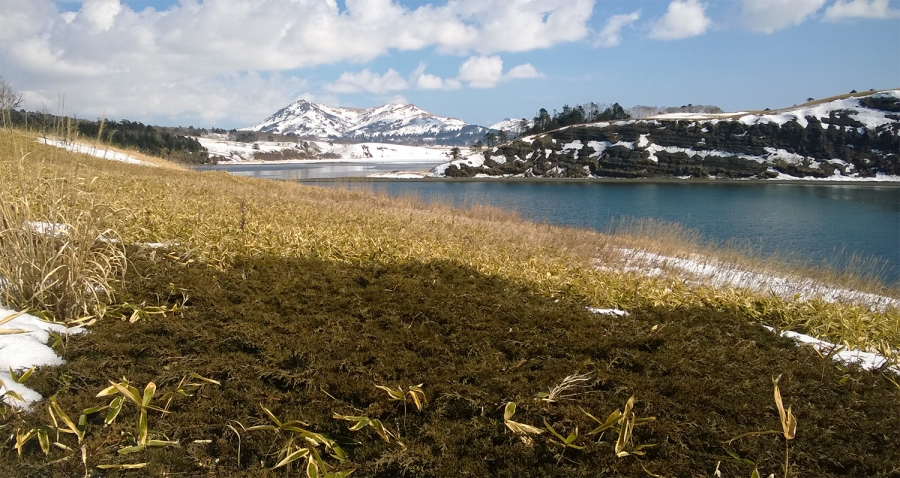 Бухта Дельфин. Заросли краснокнижного можжевельника