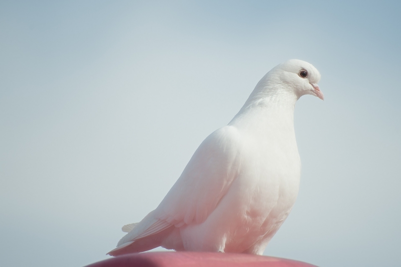 У декоративного голубя в Южно-Сахалинске выявили заразное для человека заболевание