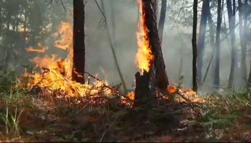 С начала пожароопасного сезона в Сахалинской области зарегистрировали 19 лесных пожаров
