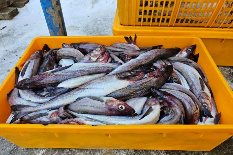 Специалисты положительно оценили качество реализуемой на Сахалине свежей рыбы