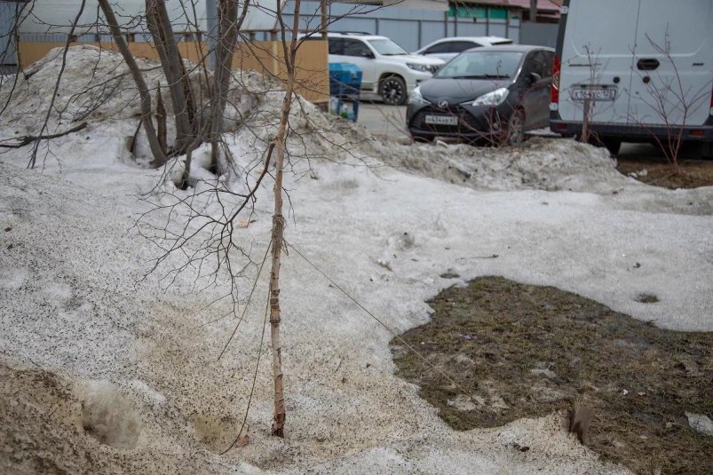 Специалисты обследуют деревья и кустарники после зимы в Южно-Сахалинске