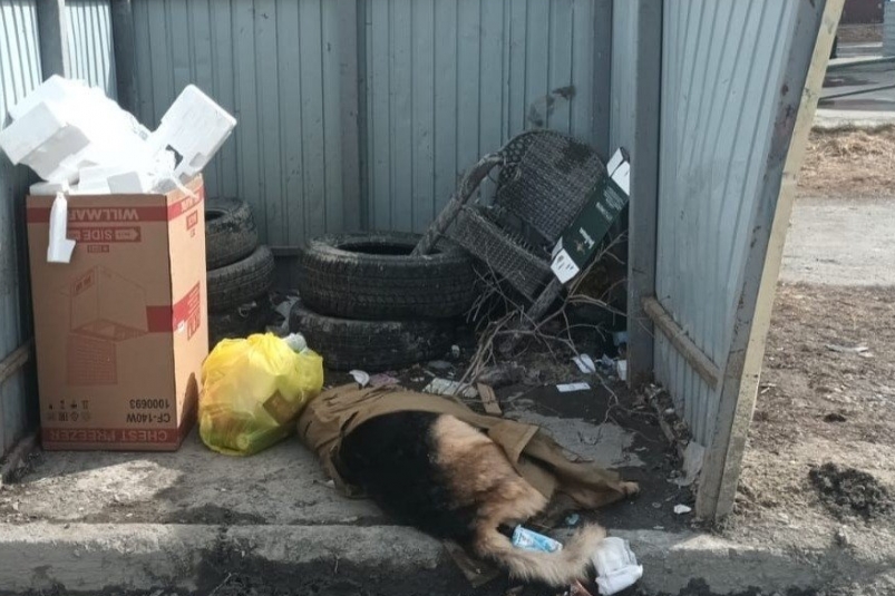 Неизвестные подкинули труп собаки на контейнерную площадку в Южно-Сахалинске