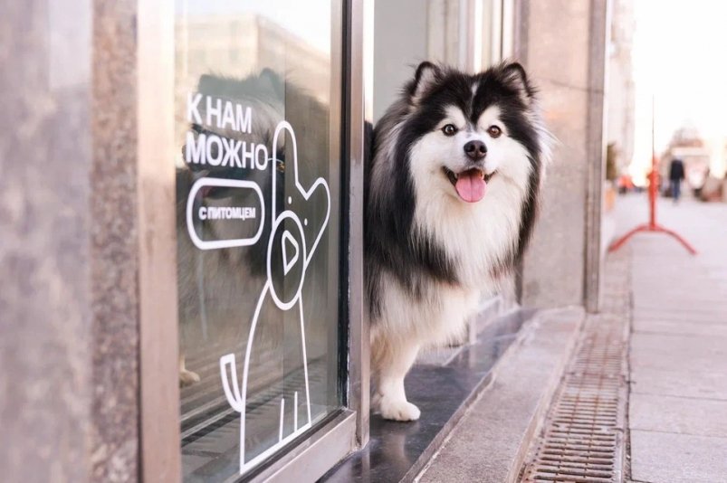 Для сахалинцев с домашними животными открыли pet-friendly магазины МТС