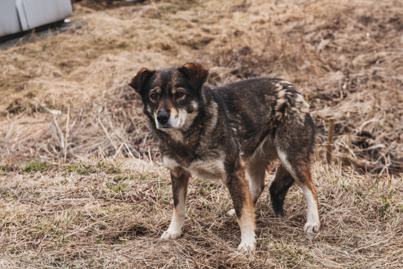 В Южно-Сахалинске стая собак отправила ребенка в травмпункт