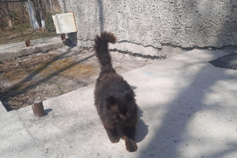 Уличный кот в Южно-Сахалинске ежегодно сам приходит на обследование в ветклинику