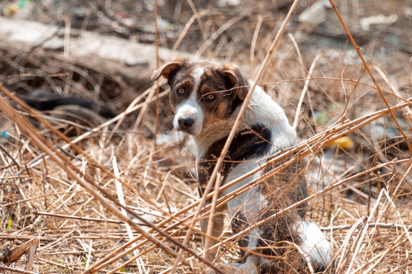 Больше 70 бездомных собак отловили в Южно-Сахалинске за неделю
