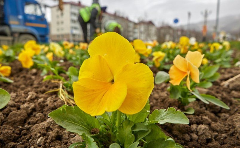 В Южно-Сахалинске высадили уже 50 тысяч цветов