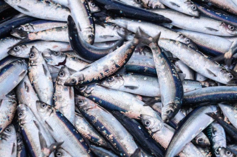 За первую неделю мая с Сахалина и Приморя экспортировано более 550 партий рыбы