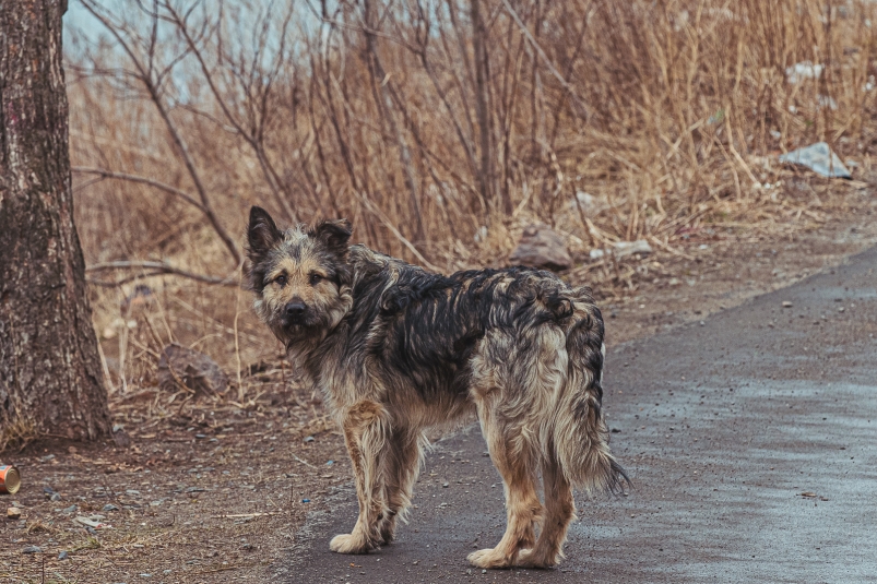 С начала года в Южно-Сахалинске отловили более 660 бездомных собак