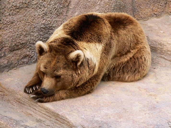 Неделя с SakhalinMedia: разгул медведей, срок Федечкина и новая жизнь отеля Pacific Plaza