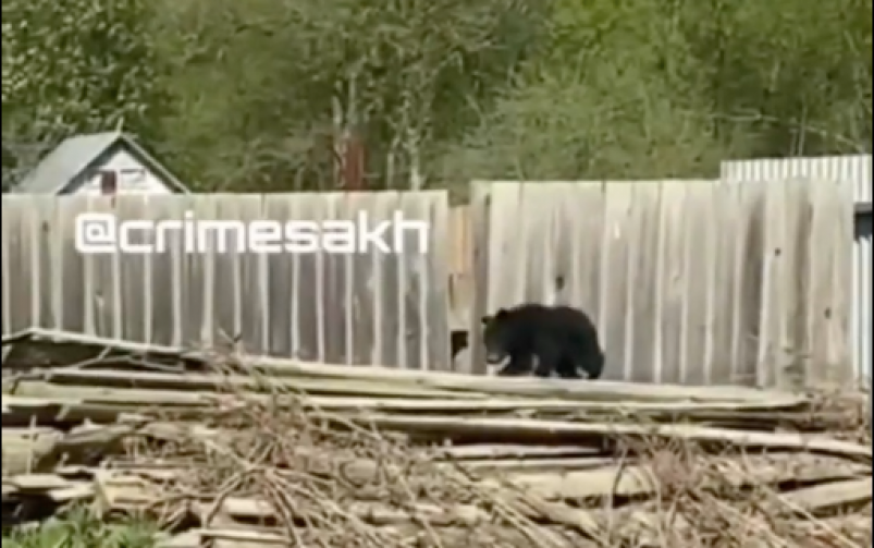В Долинском районе заметили одинокого медвежонка 