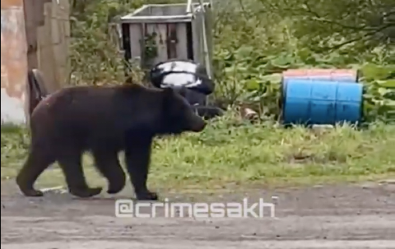 Медведь в Долинском районе снова вышел к людям