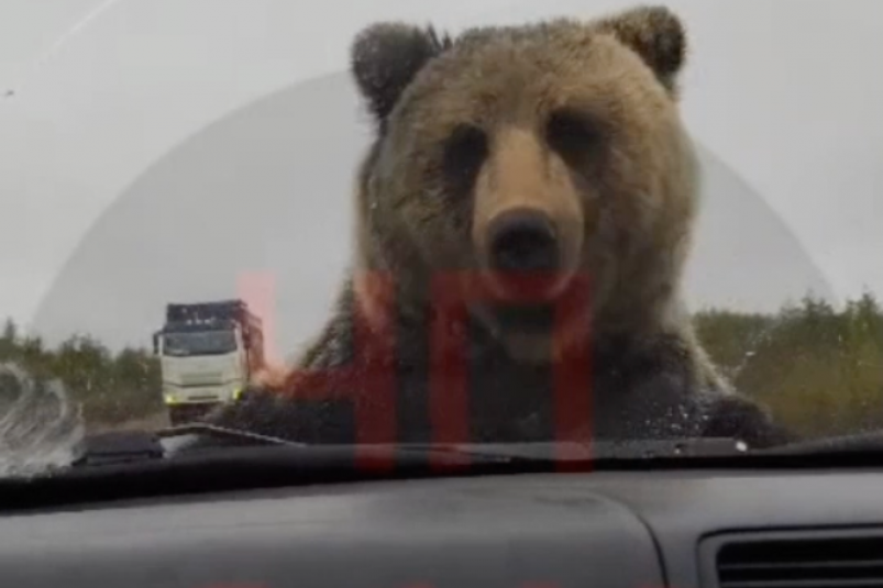 В Охинском районе любопытный медведь оторвал дворник от машины с людьми