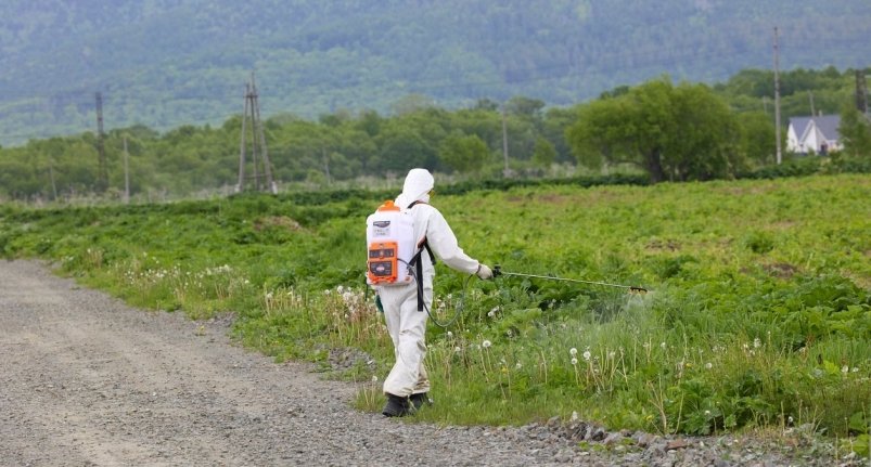 В Южно-Сахалинске очистили порядка 200 га земли от борщевика