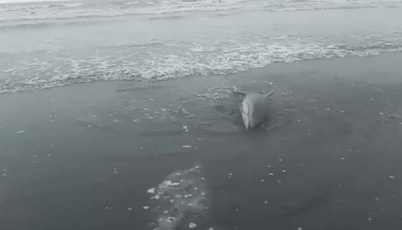 Дорожный рабочий на Курилах спас выброшенного на берег дельфина