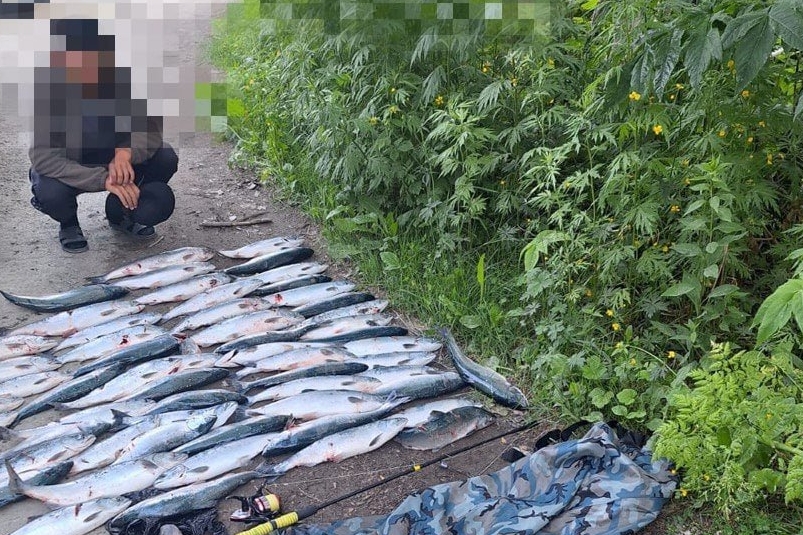 В Корсаковском районе задержали браконьера с уловом горбуши на 109 тысяч рублей
