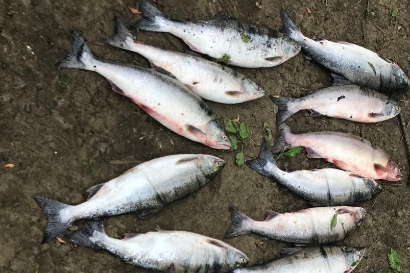 Сотрудники рыбоохраны в Поронайском районе выявили 9 нарушений за неделю