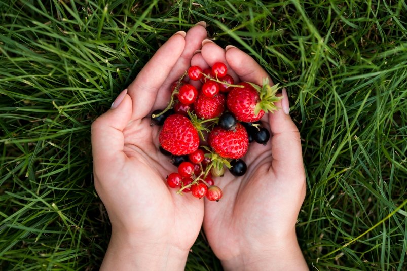 Секреты долгой свежести ягод: как сохранить урожай с огорода дольше