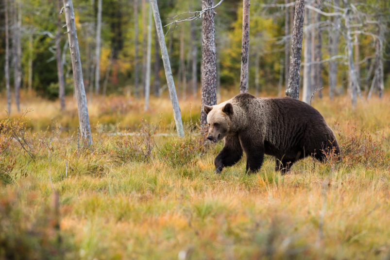 На Сахалине и Курилах установили сроки охоты на медведя в летне-осенний период