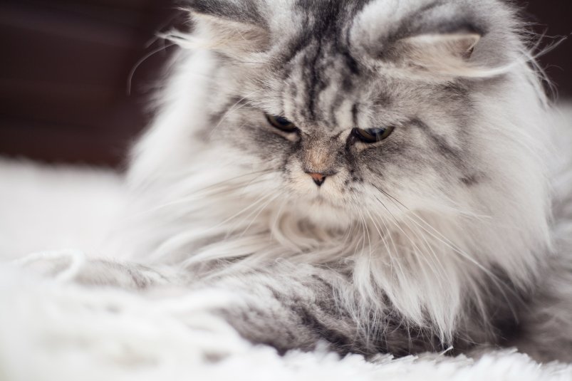Как сделать процесс ухода за шерстью кота комфортным и приятным — советы