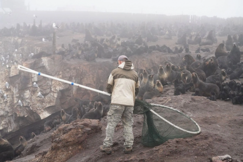На Сахалине подготовили группу волонтеров для спасения тюленей от пластика