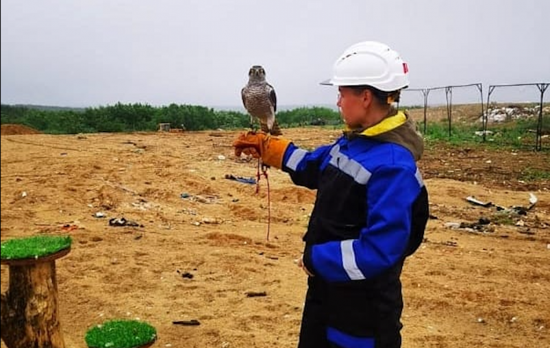 Регоператор: Риски массового скопления птиц на полигоне ТБО 