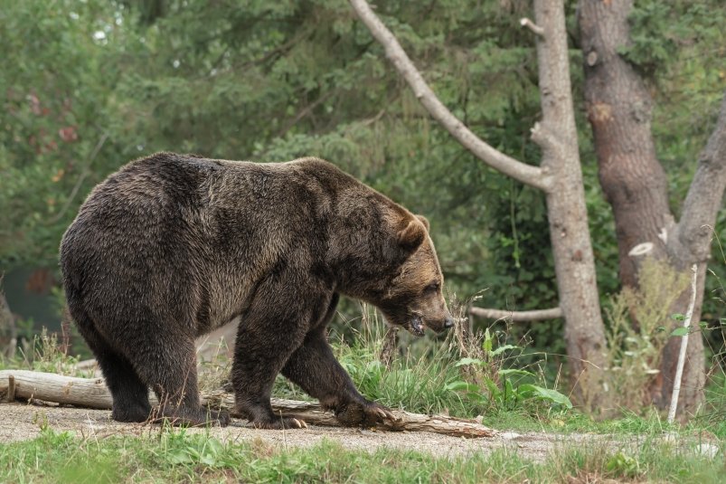 Медведя заметили в районе АТП в Шахтерске