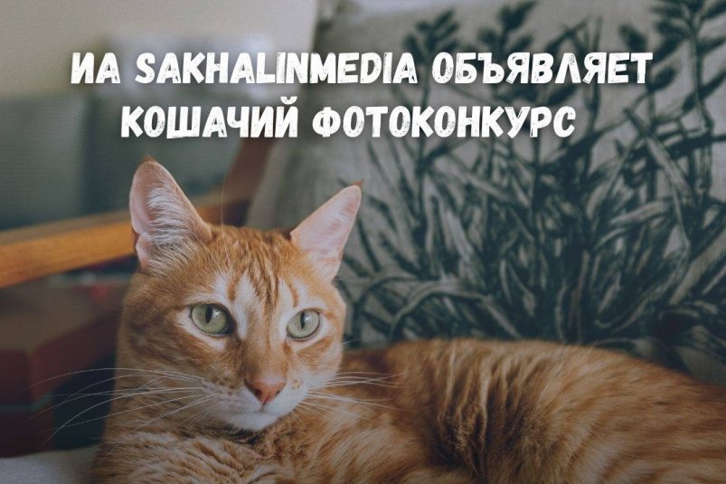 Фотомяу: ИА SakhalinMedia разыгрывает сертификаты в магазин 