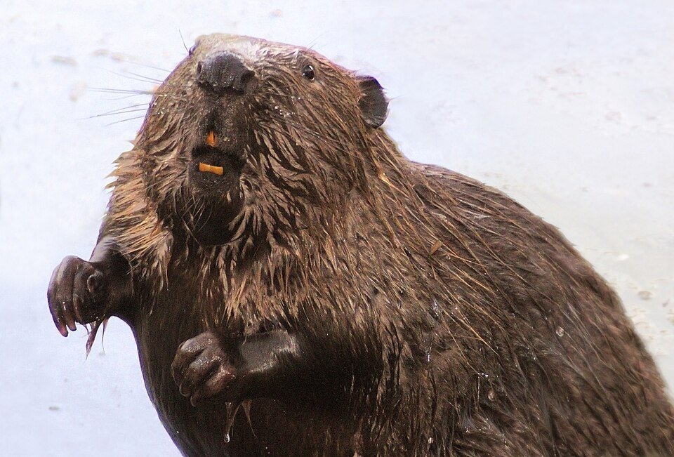 Бобров стали чаще замечать в центре столицы commons.wikimedia.org