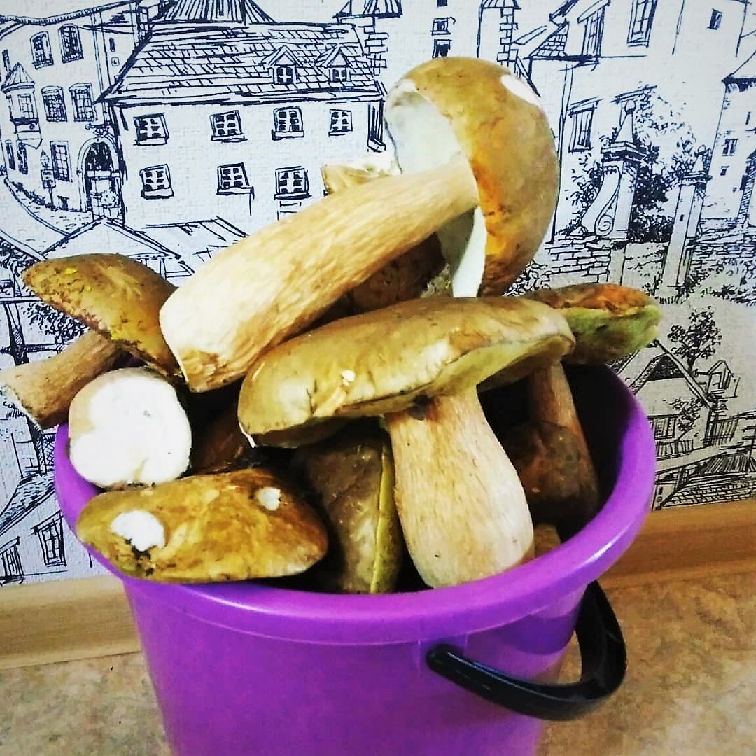 Грибы ИА EAOMedia