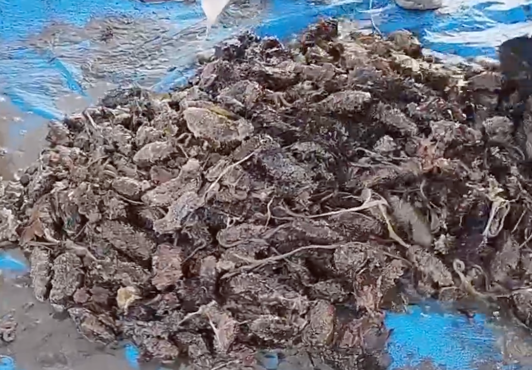 Изъятый трепанг скриншот