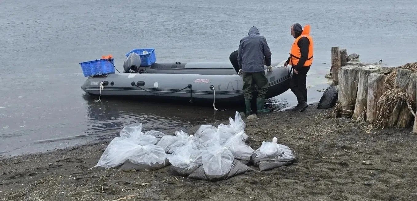 400 тысяч мальков трепанга выпустили в залив Анива на Сахалине пресс-служба министерства по рыболовству Сахалинской области